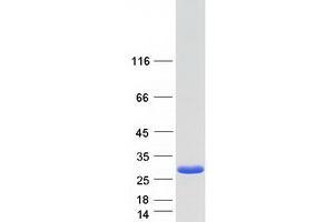 Validation with Western Blot (m1ip1 Protein (Transcript Variant 2) (Myc-DYKDDDDK Tag))