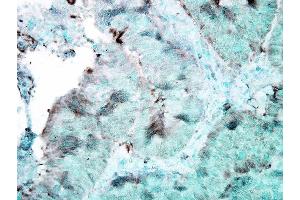 Immunohistochemistry analysis using Mouse Anti-Hsp90 Monoclonal Antibody, Clone 4F3. (HSP90 Antikörper  (PerCP))