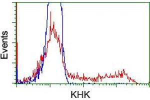Image no. 3 for anti-Ketohexokinase (KHK) antibody (ABIN1499021) (Ketohexokinase Antikörper)