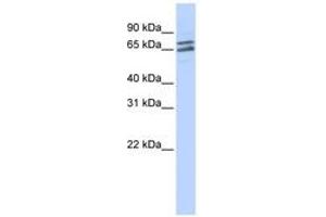 Image no. 1 for anti-Poly(A) Polymerase gamma (PAPOLG) (C-Term) antibody (ABIN6740704) (PAPOLG Antikörper  (C-Term))