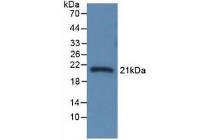 Western Blot; Sample: Recombinant CBG, Rat. (SERPINA6 Antikörper  (AA 173-344))