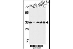 Western blot analysis in 293,MCF-7,MDA-MB231,MDA-MB435,and mouse NIH-3T3 cell line lysates (35ug/lane). (TOR1B Antikörper  (AA 210-237))