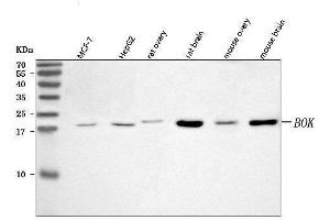 Western blot analysis of BOK using anti-BOK antibody (ABIN7599036).