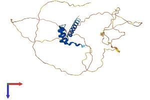 Homeobox D13 Protein (HOXD13) (AA 1-339) (His tag)