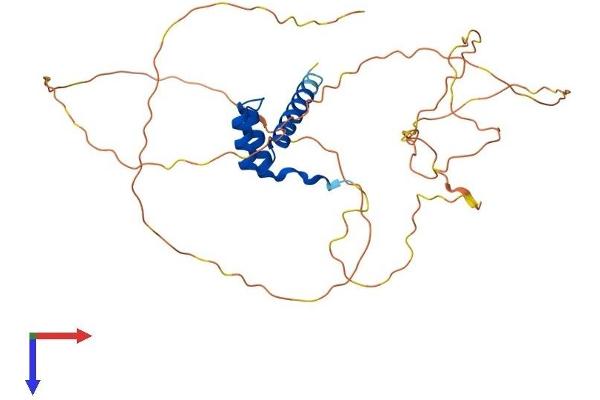 Homeobox D13 Protein (HOXD13) (AA 1-339) (His tag)