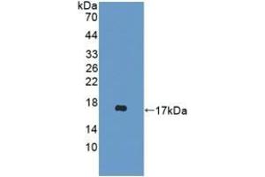 Detection of Recombinant DDT, Mouse using Polyclonal Antibody to D-Dopachrome Tautomerase (DDT) (DDT Antikörper  (AA 2-118))