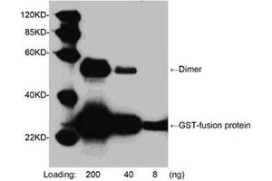 Western blot analysis of GST fusion protein using 1 µg/mL Goat Anti-GST-tag Polyclonal Antibody (ABIN398846) The signal was developed with LumiSensorTM HRP Substrate Kit (ABIN769939)