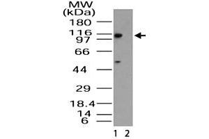 Western blot analysis of Importin-11 in HeLa lysate in the 1) absence and 2) presence of immunizing peptide. (Importin 11 Antikörper  (AA 1-50))