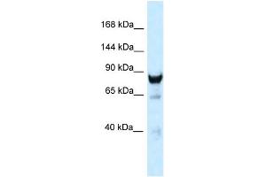 WB Suggested Anti-Dnm3 Antibody Titration: 1. (Dynamin 3 Antikörper  (C-Term))