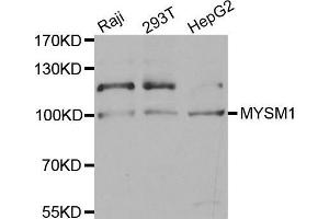 Western blot analysis of extracts of various cell lines, using MYSM1 antibody. (MYSM1 Antikörper  (C-Term))
