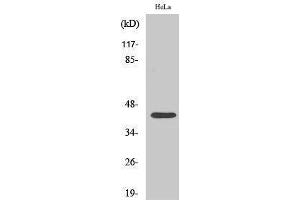 Western Blotting (WB) image for anti-cAMP Responsive Element Binding Protein 1 (CREB1) (pSer142) antibody (ABIN3182733) (CREB1 Antikörper  (pSer142))