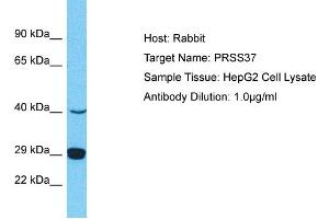 Host: Rabbit Target Name: PRSS37 Sample Type: HepG2 Whole Cell lysates Antibody Dilution: 1. (PRSS37 Antikörper  (N-Term))