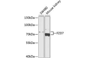 Western blot analysis of extracts of various cell lines, using FZD7 antibody (ABIN1679928, ABIN3018703, ABIN3018704 and ABIN6220549) at 1:1000 dilution. (FZD7 Antikörper  (AA 1-260))