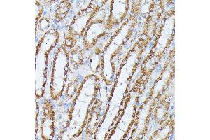 Immunohistochemistry of paraffin-embedded mouse kidney using PP2A Catalytic β antibody (ABIN3023492, ABIN3023493, ABIN3023494 and ABIN6220084) at dilution of 1:100 (40x lens). (PPP2CB Antikörper  (AA 1-309))