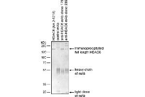 Immunoprecipitation of recombinant human HDAC6 by mouse monoclonal antibodies 178 and 236 using protein G-coated Dynabeads. (HDAC6 Antikörper)