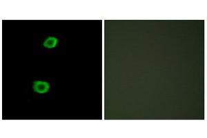 Immunofluorescence (IF) image for anti-Lemur tyrosine Kinase 2 (LMTK2) (Internal Region) antibody (ABIN1849763) (LMTK2 Antikörper  (Internal Region))