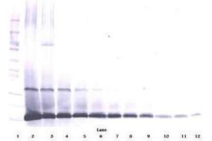 Image no. 1 for anti-Interleukin 7 (IL7) antibody (ABIN465861) (IL-7 Antikörper)