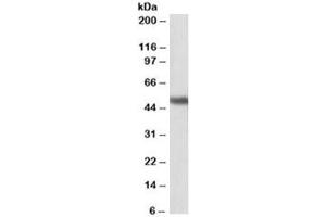 Western blot testing of human cerebellum lysate with GPR83 antibody at 1ug/ml. (GPR83 Antikörper)
