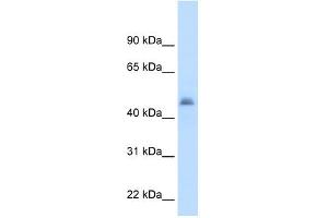 CYP3A7 antibody used at 2. (CYP3A7 Antikörper  (Middle Region))