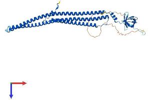 PSTPIP1 Protein (AA 1-415) (His tag)