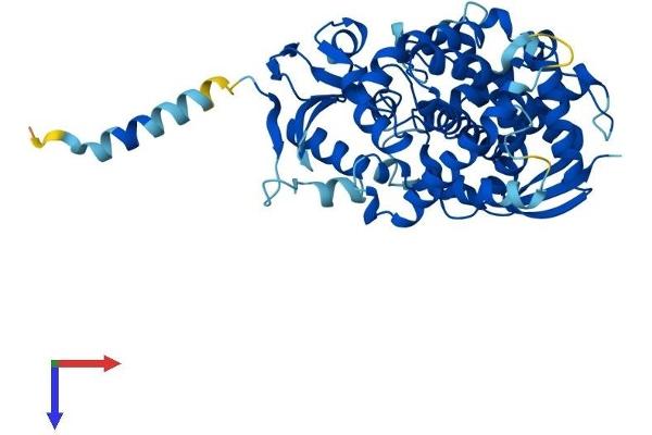 CYP39A1 Protein (AA 1-469) (His tag)