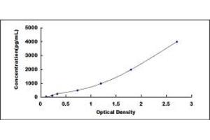 ELISA image for Matrix Metallopeptidase 10 (Stromelysin 2) (MMP10) ELISA Kit (ABIN4947849)
