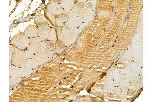 ABIN6265898 and ABIN6273023 at 1/100 staining Mouse skin tissue by IHC-P. (UQCRB Antikörper  (N-Term))