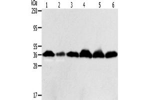 Western Blotting (WB) image for anti-Apurinic/Apyrimidinic Endonuclease 1 (APEX1) antibody (ABIN2427738) (APEX1 Antikörper)