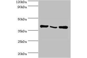 Western blot All lanes: EIF3H antibody at 6 μg/mL Lane 1: NIH/3T3 whole cell lysate Lane 2: Rat brain tissue Lane 3: U251 whole cell lysate Secondary Goat polyclonal to rabbit IgG at 1/10000 dilution Predicted band size: 40 kDa Observed band size: 40 kDa (EIF3H Antikörper  (AA 80-340))