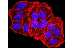 Immunofluorescence (IF) image for anti-Transcription Factor AP-2 alpha (Activating Enhancer Binding Protein 2 Alpha) (TFAP2A) (AA 105-211) antibody (ABIN5611192)