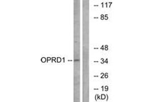 Western blot analysis of extracts from NIH-3T3 cells, using OPRD1 Antibody. (OPRD1 Antikörper  (AA 311-360))