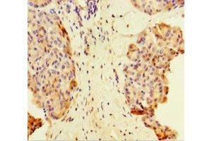 Immunohistochemistry of paraffin-embedded human pancreatic tissue using ABIN7159033 at dilution of 1:100 (MAML1 Antikörper  (AA 1-45))