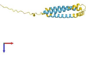 NINJ2 Protein (AA 1-142) (His tag)