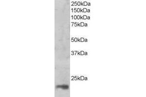 ABIN2563746 (1ug/ml) staining of nuclear HeLa lysate (35µg protein in RIPA buffer). (MAGOH Antikörper  (C-Term))