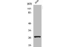 Western Blot analysis of A549 cells using Cleaved-Cathepsin D HC (L169) Polyclonal Antibody (Cathepsin D Antikörper  (Cleaved-Leu169))