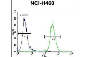 SRD5A2L2 Antibody (C-term) (ABIN655681 and ABIN2845143) flow cytometric analysis of NCI- cells (right histogram) compared to a negative control cell (left histogram). (SRD5A2L2 Antikörper  (C-Term))