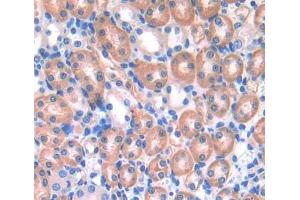 Used in DAB staining on fromalin fixed paraffin- embedded kidney tissue (ENOX2 Antikörper  (AA 1-207))