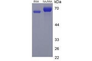 Image no. 1 for Sorbic Acid (SA) peptide (BSA) (ABIN5666008)