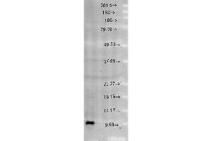 Cpn10, Rat brain extract (HSPE1 Antikörper  (AA 91-101))