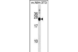 DNAJC5 Antibody (Center) (ABIN1538465 and ABIN2849241) western blot analysis in mouse NIH-3T3 cell line lysates (35 μg/lane). (DNAJC5 Antikörper  (AA 52-80))