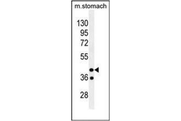 GIN1 Antikörper  (C-Term)