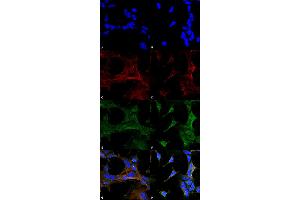 Immunocytochemistry/Immunofluorescence analysis using Mouse Anti-4-Hydroxy-2-hexenal Monoclonal Antibody, Clone 6F10 . (4-Hydroxy-2-Hexenal (4-HHE) Antikörper)