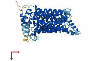 SLC2A3 Protein (AA 1-496) (His tag)