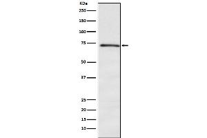 Western blot analysis of DOK1 expression in K562 cell lysate.