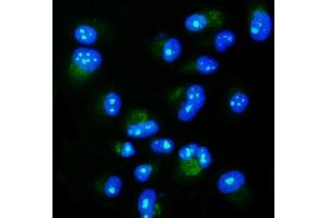 IF analysis of NGDN using anti-NGDN antibody (ABIN7602472).