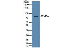 Figure. (PKC theta Antikörper  (AA 380-634))