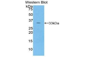Western Blotting (WB) image for anti-Torsin Family 2, Member A (TOR2A) (AA 34-293) antibody (ABIN1860835)