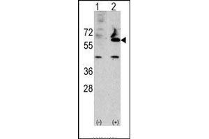 Western blot analysis of FUCA2 (arrow) using rabbit polyclonal FUCA2 Antibody (FUCA2 Antikörper  (N-Term))