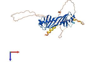 Tbpl2 Protein (AA 1-350) (His tag)