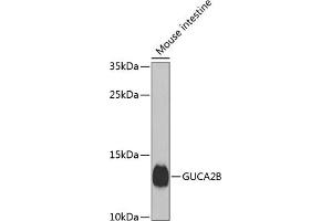 Western blot analysis of extracts of mouse small intestine, using GUCB antibody (ABIN6134518, ABIN6141531, ABIN6141532 and ABIN6224434) at 1:1000 dilution. (GUCA2B Antikörper  (AA 1-100))